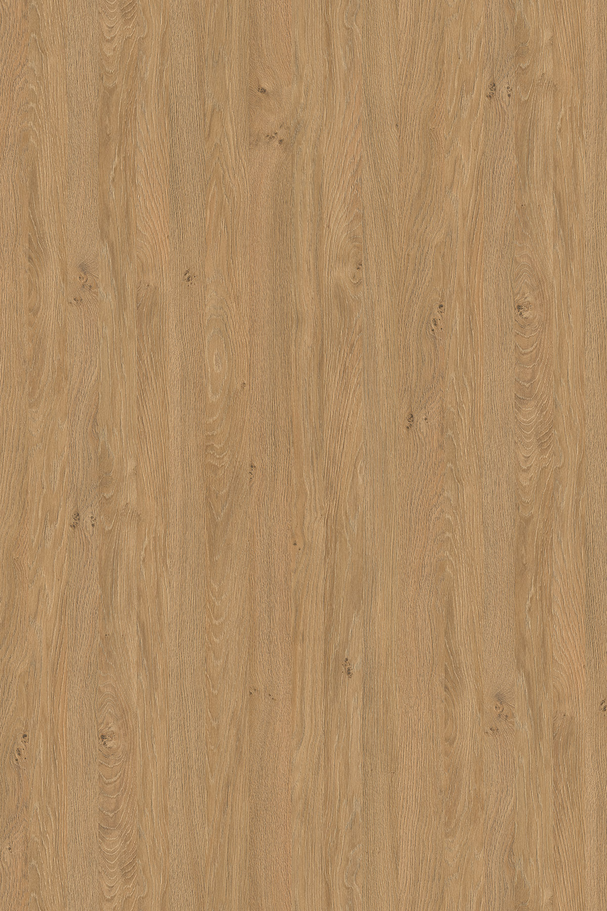 5527 SN Дуб Каменный